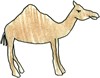 camel