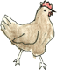 chicken